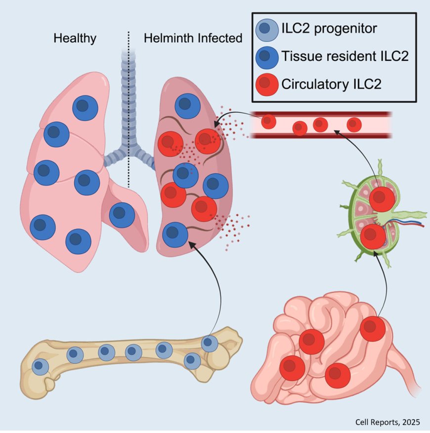 Rapid group-2 innate lymphoid cell mobilization from the intestine aids in early lung defense and repair