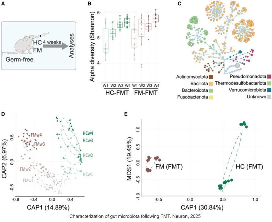 The gut microbiota promotes pain in fibromyalgia