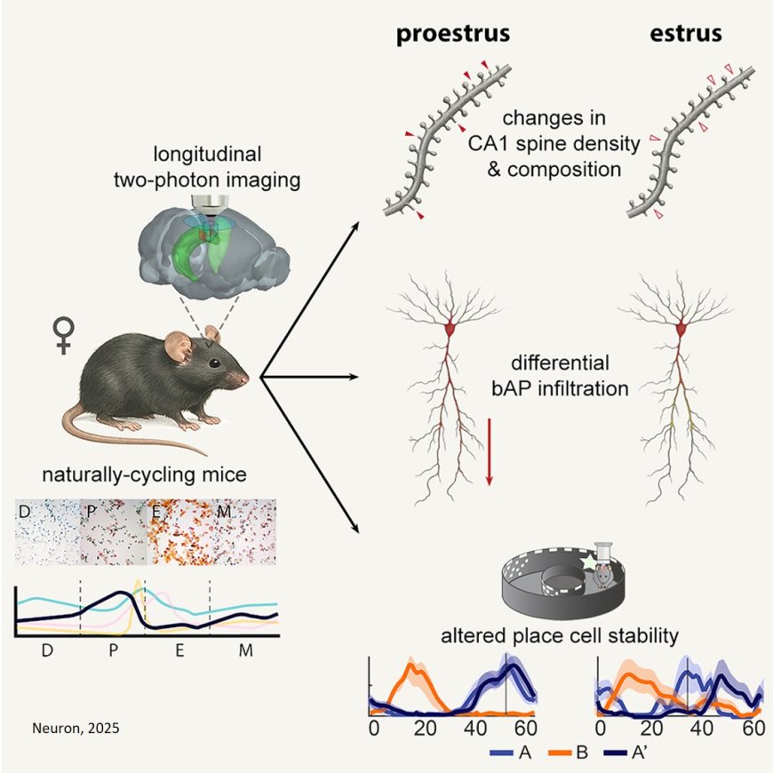 The estrous cycle modulates hippocampal spine dynamics, dendritic processing, and spatial coding