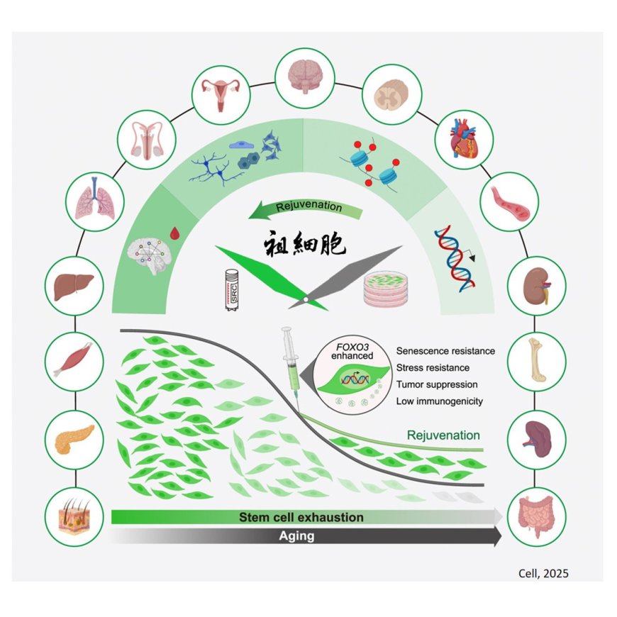 Senescence-resistant human mesenchymal progenitor cells counter aging
