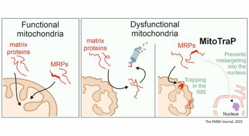 Dysfunctional mitochondria trap proteins in the intermembrane space