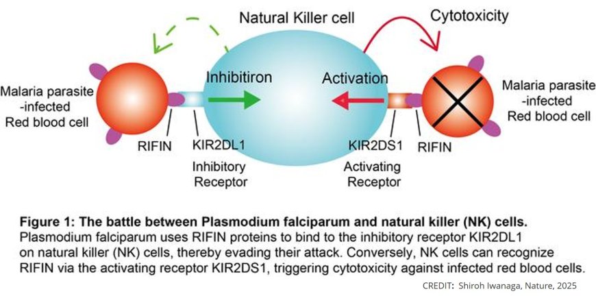 RIFINs displayed on malaria-infected erythrocytes bind KIR2DL1 and KIR2DS1