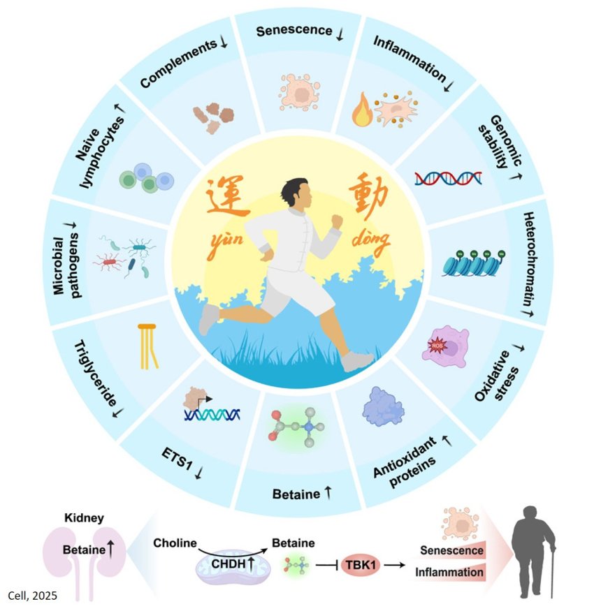 Betaine as an exercise mimetic for aging protection