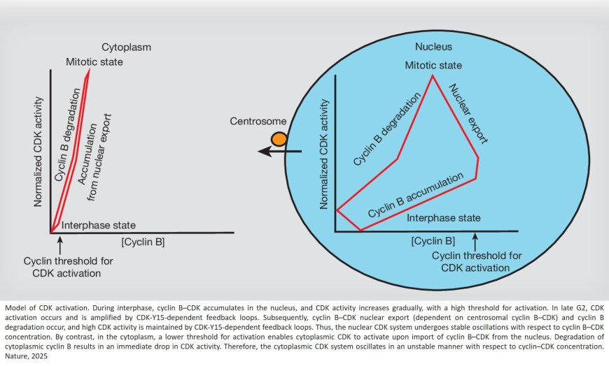 Spatiotemporal orchestration of mitosis by cyclin-dependent kinase
