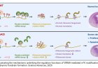 Novel mechanism for regulating ribosome biogenesis during brain development