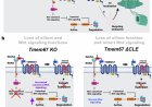 A molecular mechanism affecting ciliopathies uncovered!
