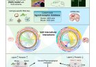 Key mechanism of brain repair in vascular dementia
