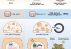 Bile acid supplementation gives rise to grape-like liver organoid clusters