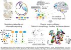 Producing library of heterogeneous human neurons from stem cells