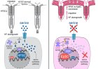 Serine deprivation switches hair follicle stem cells into skin healers during injury