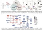 Human bone marrow stem cell metabolism altered by aging and cancer