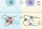 How pH impacts the immune system