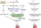 Role of a protein tyrosine phosphatase 1B (PTP1B) in heart disease