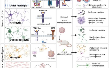 Enhancing human brain organoid physiology
