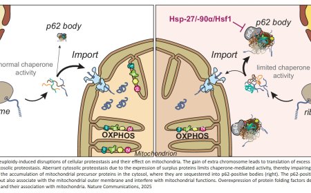 Abnormal chromosome numbers disrupt mitochondrial function