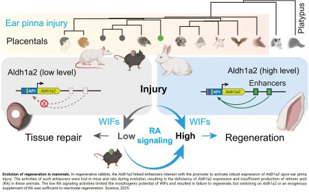 Ear tissue regeneration by flipping an evolutionarily disabled switch