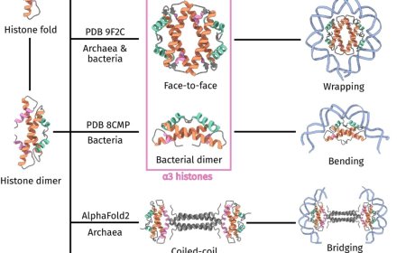 Prokaryote and virus chromatin organization by histone