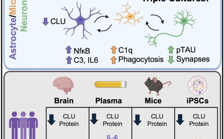 Role of clusterin (CLU) in Alzheimer’s disease