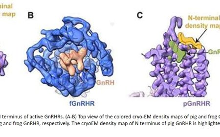 Cryo-EM structures reveal how GnRH activates its receptor