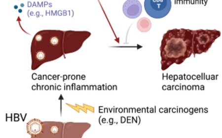 How hepatitis B virus promotes liver cancer