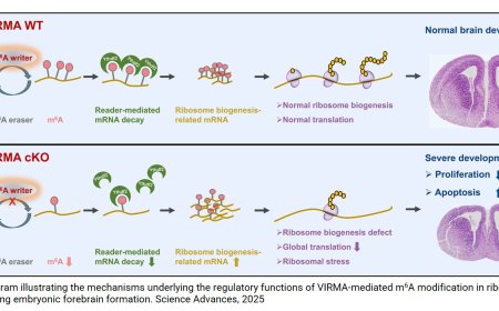Novel mechanism for regulating ribosome biogenesis during brain development