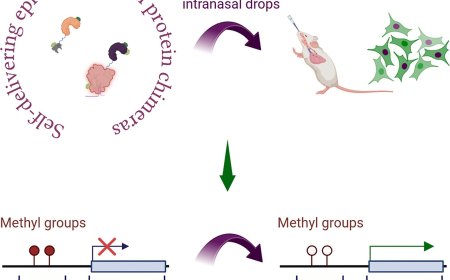 Vector-free intra-airway in vivo epigenetic editing