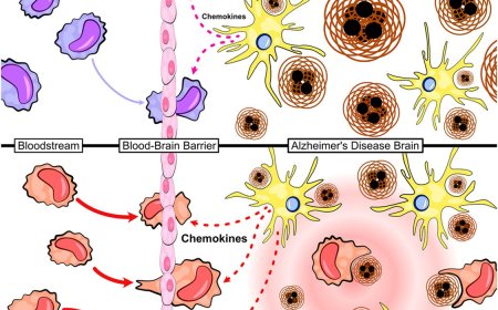 TET2-mutant myeloid cells mitigate Alzheimer’s disease progression via CNS infiltration and enhanced phagocytosis in mice