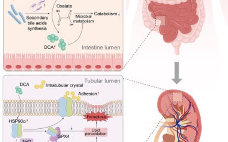 Gut microbiota-bile acid crosstalk contributes to nephropathy