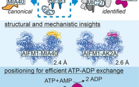 How mitochondrial energy metabolism is controlled