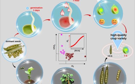 Development of quick, sensitive method for pea variety selection