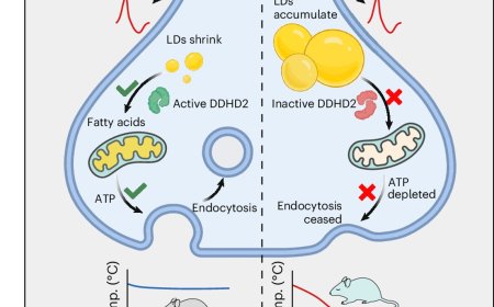 Fueling synapses via lipid metabolism