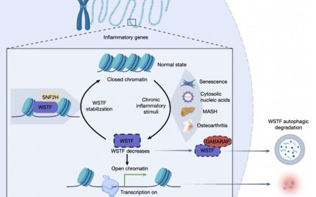 New protein target to control chronic inflammation