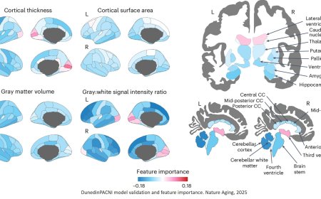 A single brain scan can tell how fast you're aging
