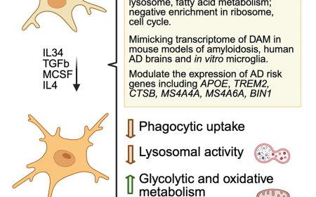 Cytokine-induced reprogramming of human macrophages toward Alzheimer’s disease-relevant phenotypes