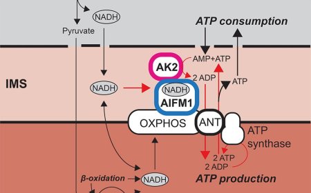 An NADH-controlled gatekeeper of ATP synthase