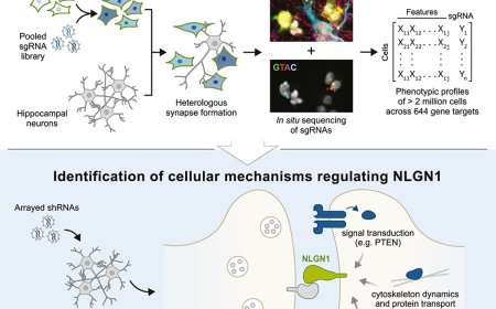 Regulators of synaptogenesis!