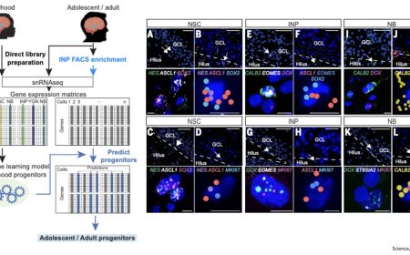 Proliferating neural progenitors identified in the adult human hippocampus