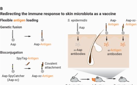 Skin microbiota can be engineered into topical vaccines