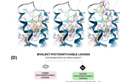 Photoswitchable allosteric and dualsteric ligands in GPCR pharmacology