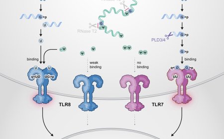 How modified RNA tricks the innate immune system