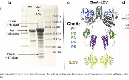 Flavoproteins as probes for in cell ESR spectroscopy
