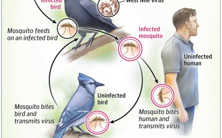 What Is West Nile Virus Infection?