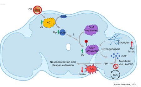 Neuronal glycogen metabolism and tauopathy