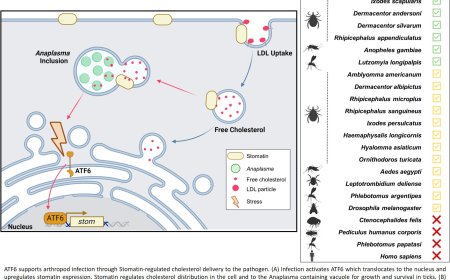 Bacteria hijack tick cell defenses to spread disease