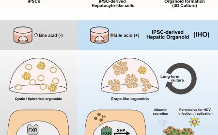 Bile acid supplementation gives rise to grape-like liver organoid clusters