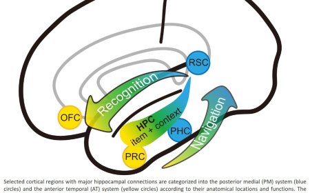Mapping  recognition memory and spatial navigation representations