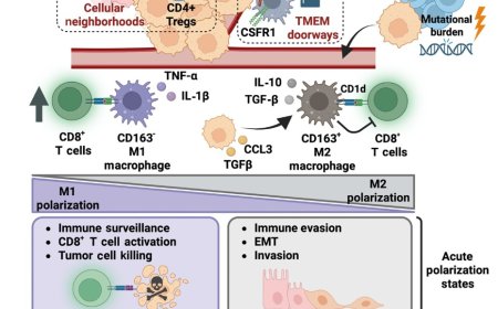 Immune tumor microenvironment role in cancer