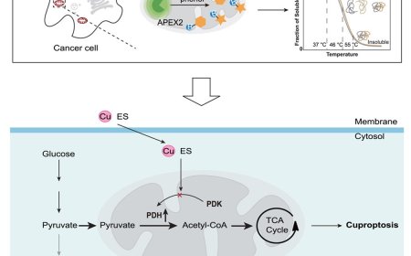 Activation of pyruvate dehydrogenase during cuproptosis