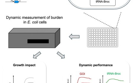 Biosensor to track burden in Escherichia coli