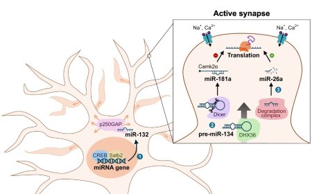 Neuronal activity-regulated miRNAs shape synapses